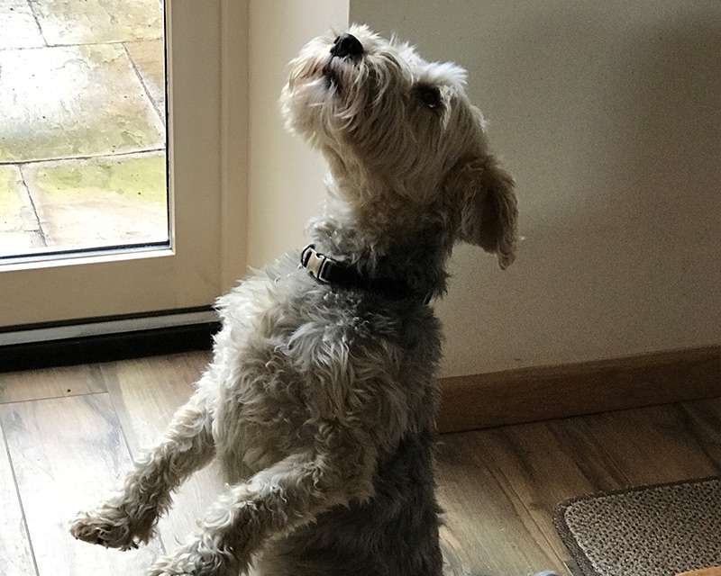 Well Behaved Dog Norfolk