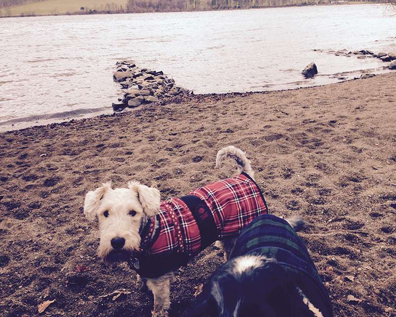 Dog Trainers Norfolk